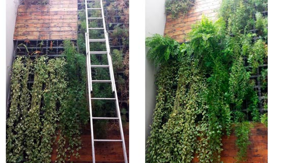 Paisagismo e Jardinagem na Chácara Flora