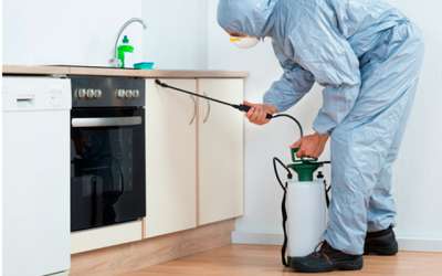 Desinsetização 24 Horas no Centro Snake Control