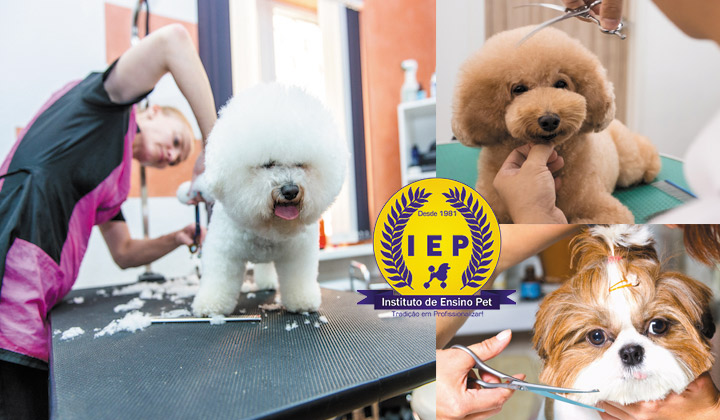 Curso Para Tosar Cachorro em Praia Grande